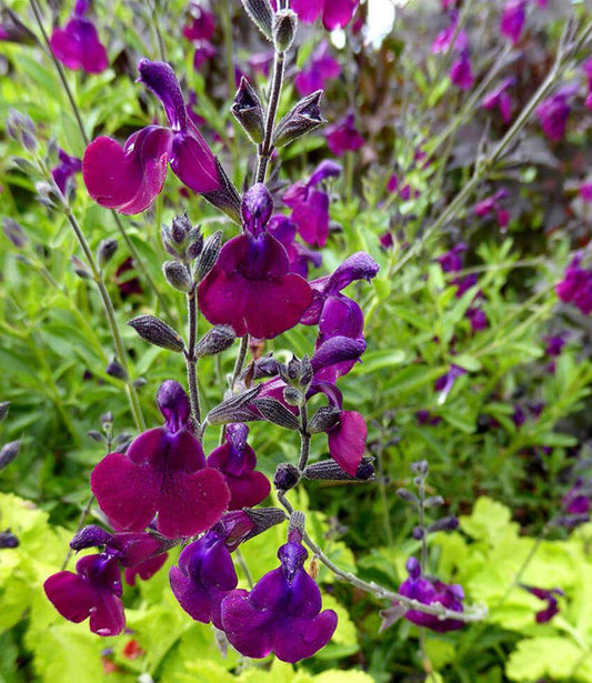 Salvia X Jamensis - Nachtvlinder Annie's Annuals Annie's Annuals and Perennials