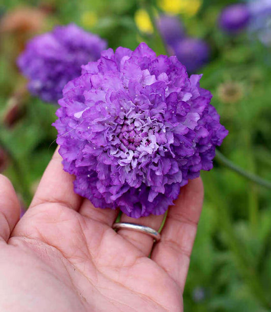 Scabiosa atropurpurea - Florist's Blue