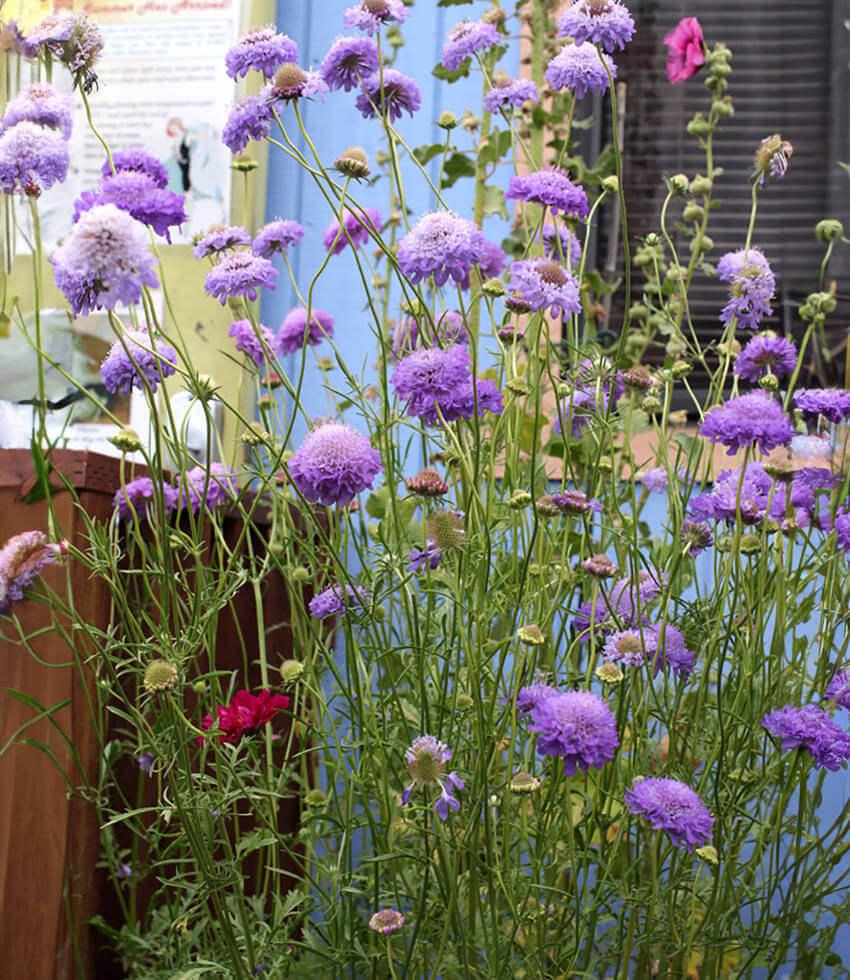 Scabiosa atropurpurea - Florist's Blue Annie's Annuals Annie's Annuals and Perennials