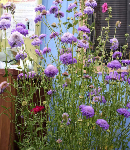 Scabiosa atropurpurea - Florist's Blue Annie's Annuals Annie's Annuals and Perennials