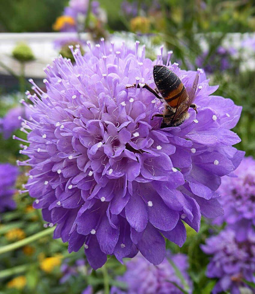 Scabiosa atropurpurea - Florist's Blue Annie's Annuals Annie's Annuals and Perennials