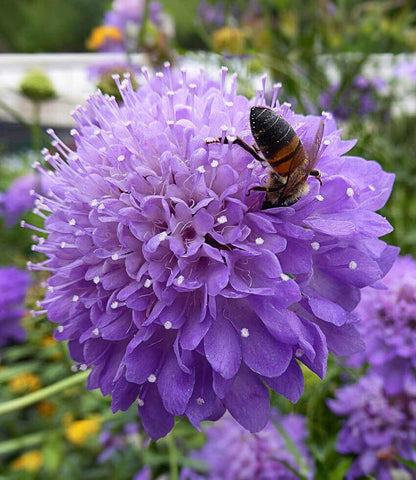 Scabiosa atropurpurea - Florist's Blue Annie's Annuals Annie's Annuals and Perennials