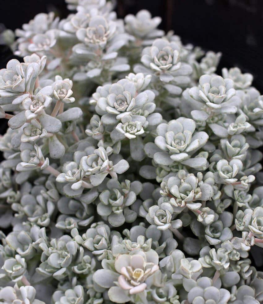 Sedum spathulifolium - Cape Blanco