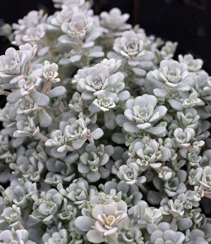 Sedum spathulifolium - Cape Blanco