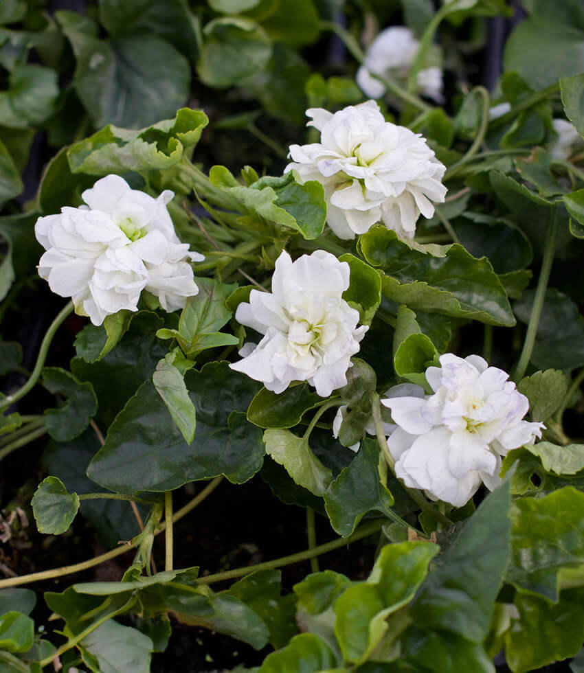Viola odorata - Comte De Brazza Annie's Annuals Annie's Annuals and Perennials