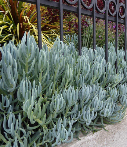 blue spring grass succulents Senecio mandraliscae