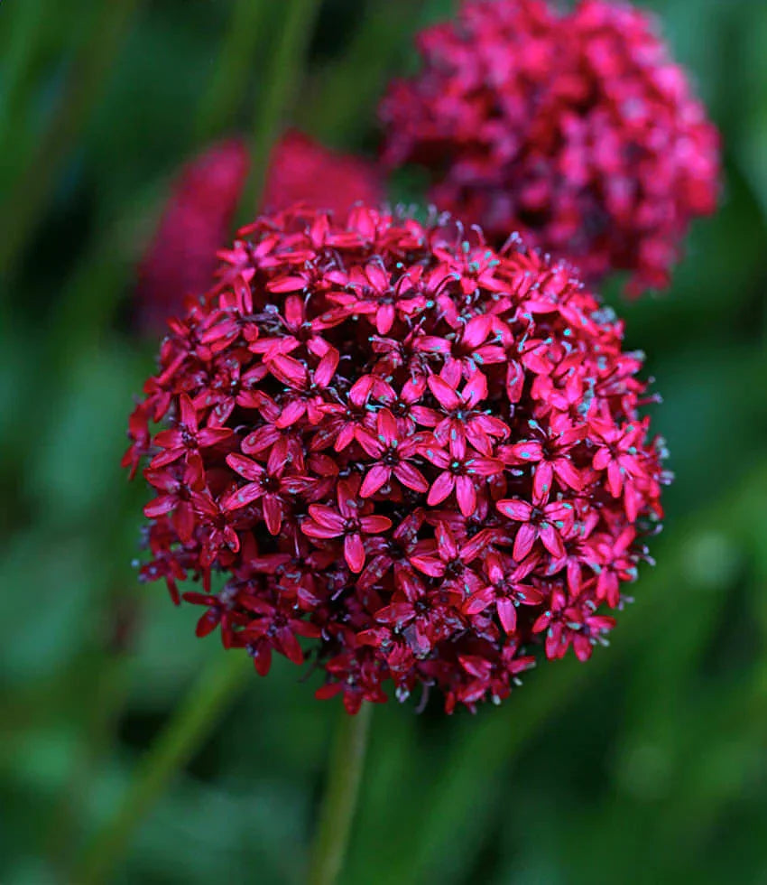 Silene asterias - Cherry Drumsticks Annie's Annuals Annie's Annuals and Perennials