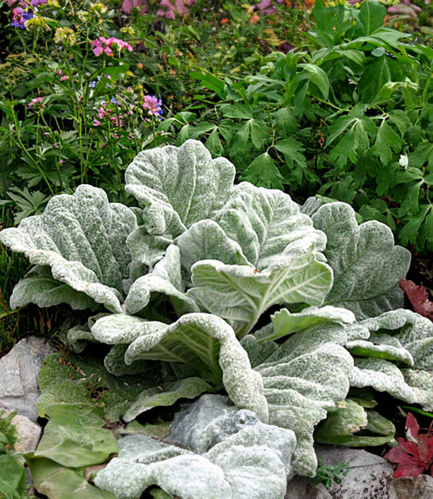 Salvia argentea - Silver Sage Annie's Annuals Annie's Annuals and Perennials