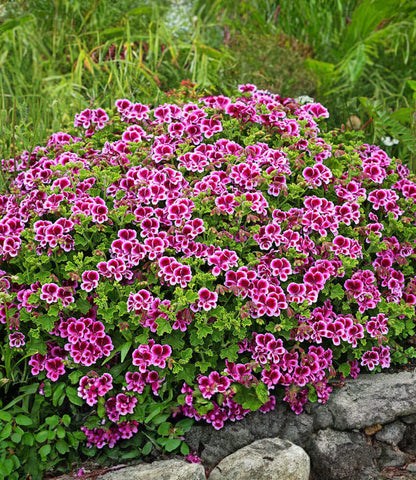 Pelargonium - Veronica Contreras Annie's Annuals Annie's Annuals and Perennials