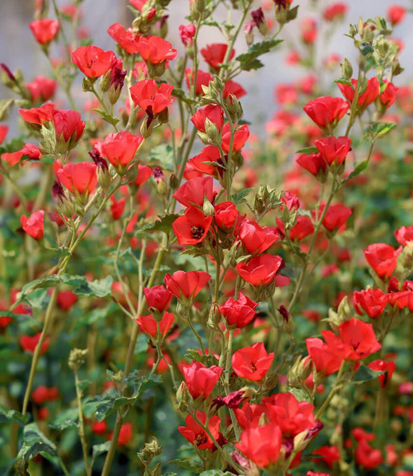 Sphaeralcea 'Newleaze Coral' | Coral Globe Mallow | Annie's Annuals ...