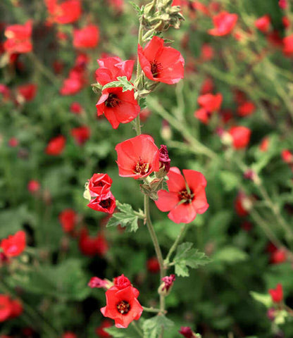 Sphaeralcea - Newleaze Coral Annie's Annuals Annie's Annuals and Perennials