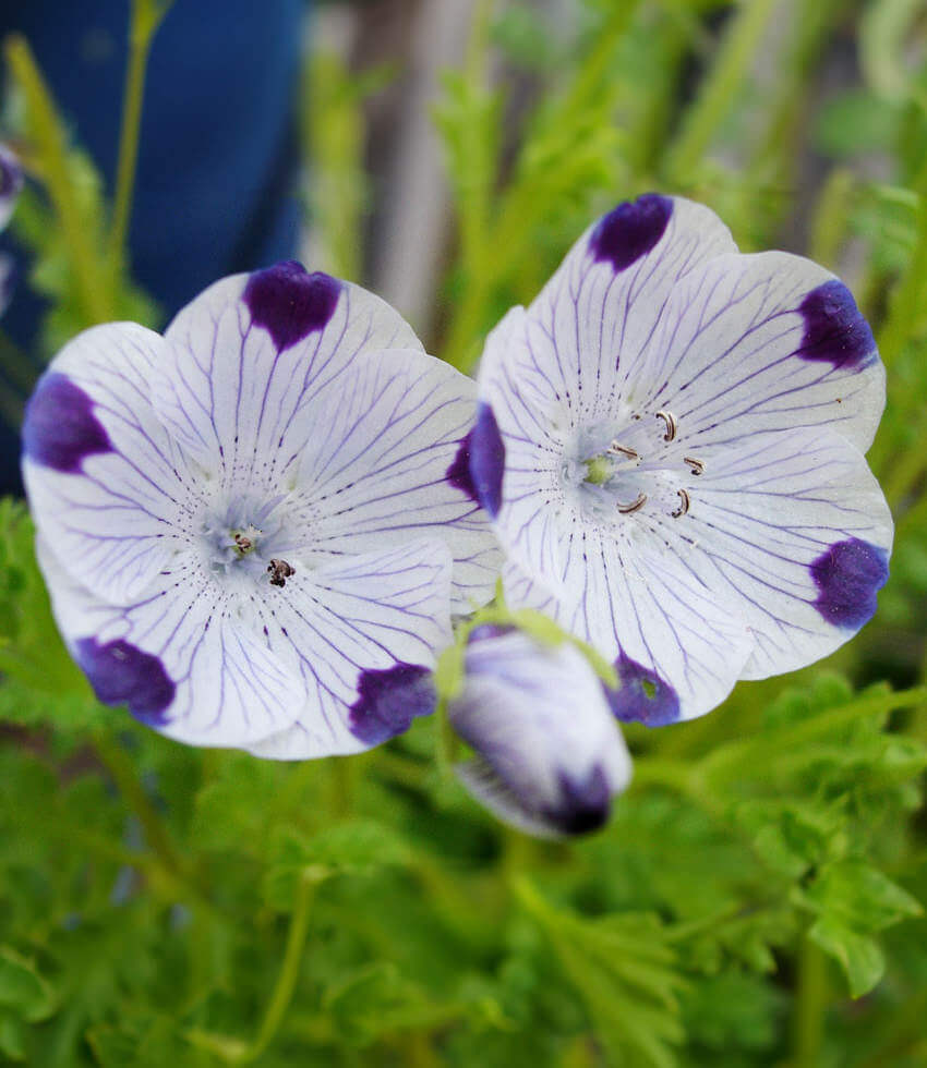 Nemophila maculata - Baby Five Spot Annie's Annuals Annie's Annuals and Perennials