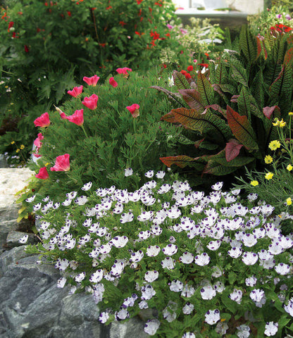 Nemophila maculata - Baby Five Spot Annie's Annuals Annie's Annuals and Perennials