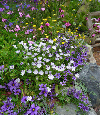 Nemophila maculata - Baby Five Spot Annie's Annuals Annie's Annuals and Perennials