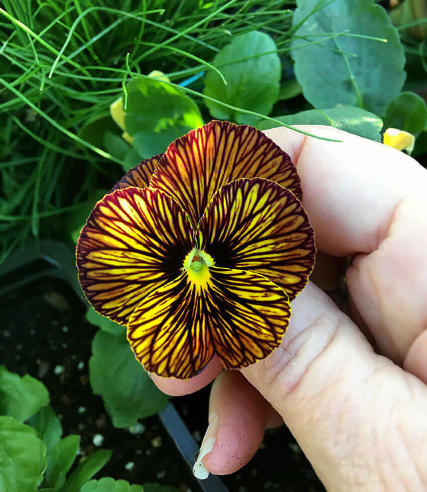 Viola - Tiger Eyes Annie's Annuals Annie's Annuals and Perennials