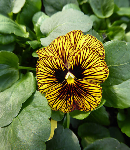 Viola - Tiger Eyes Annie's Annuals Annie's Annuals and Perennials