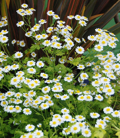 Tanacetum parthenium aureum - Golden Feverfew Annie's Annuals Annie's Annuals and Perennials