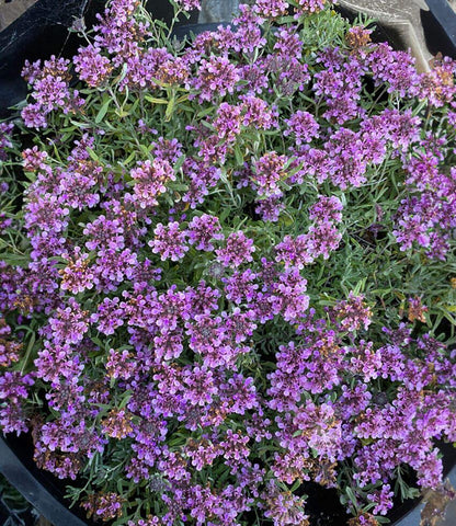 Teucrium Aroanium Annie's Annuals Annie's Annuals and Perennials