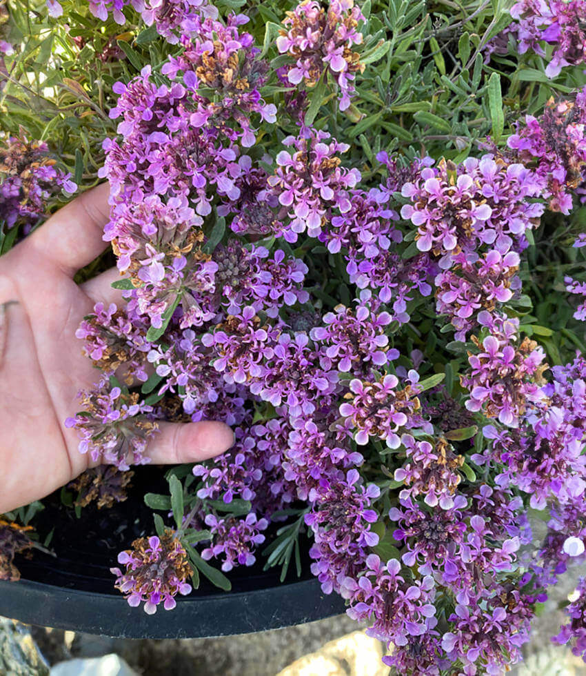 Teucrium Aroanium Annie's Annuals Annie's Annuals and Perennials