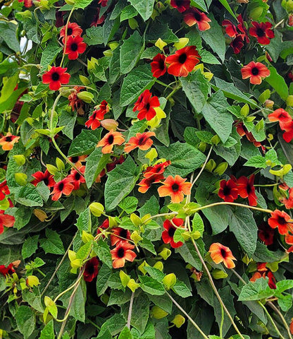 Thunbergia alata - Amber Stripes Annie's Annuals Annie's Annuals and Perennials
