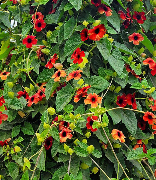 Thunbergia alata