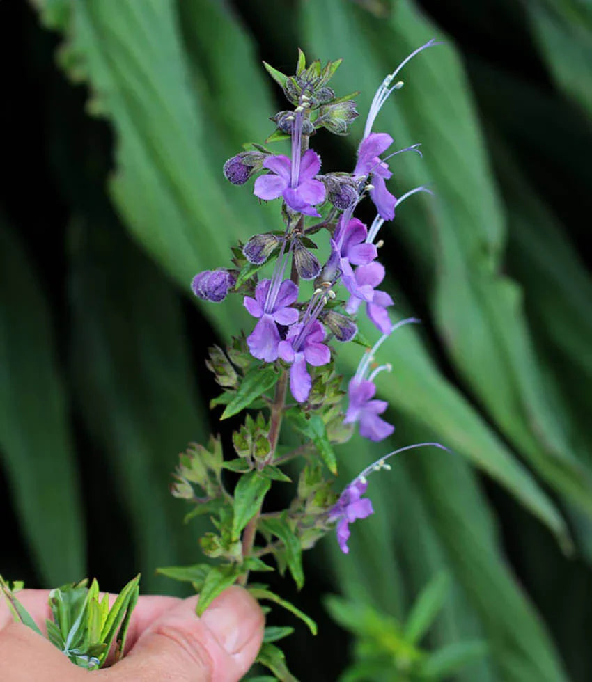Trichostema lanatum x purpusii - Midnight Magic Annie's Annuals Annie's Annuals and Perennials