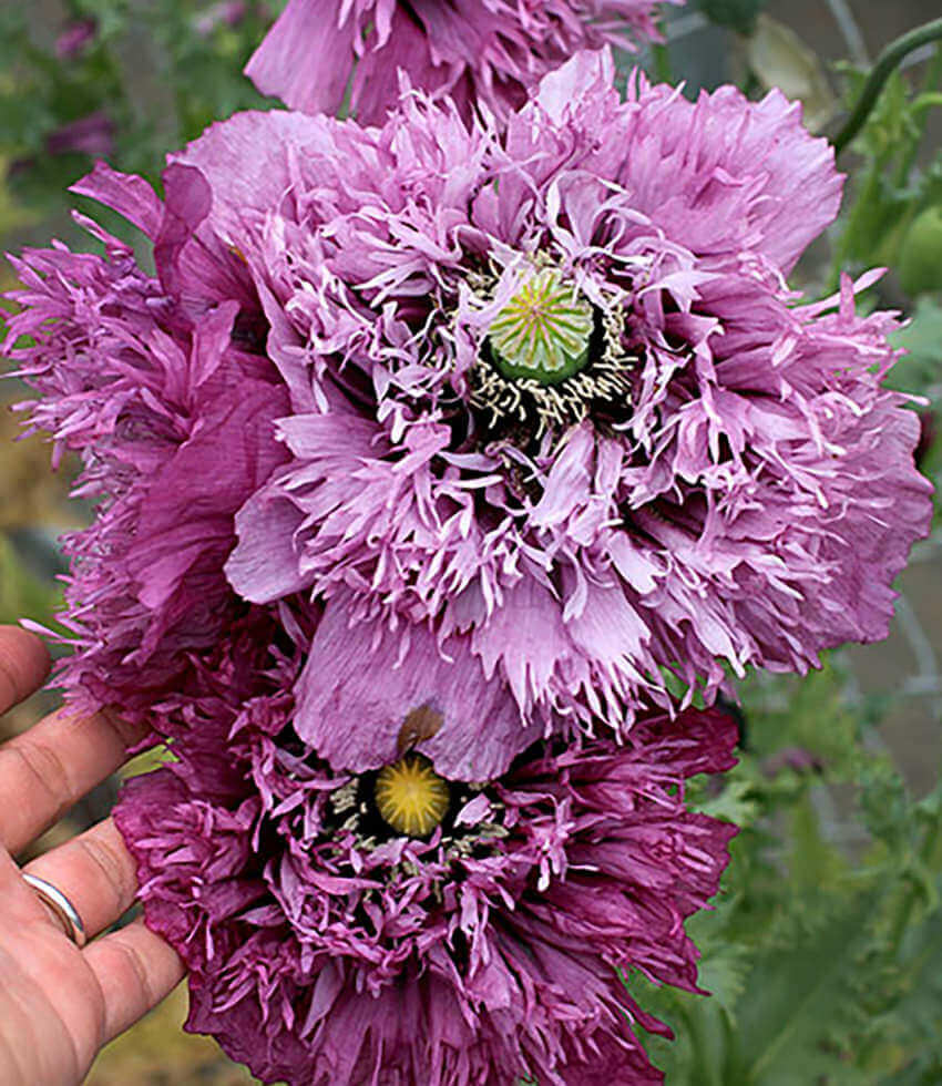 Papaver hybridum - Sugar Plum Annie's Annuals Annie's Annuals and Perennials