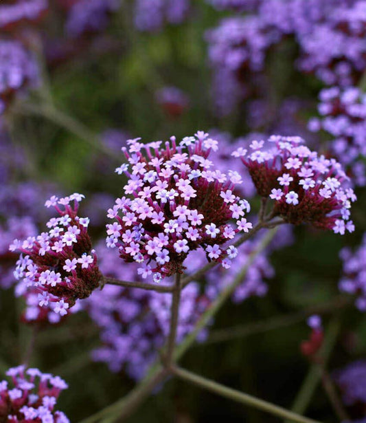Verbena bonariensis Annie's Annuals Annie's Annuals and Perennials