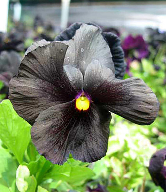 Viola 'black accord' - Black Pansy Annie's Annuals Annie's Annuals and Perennials