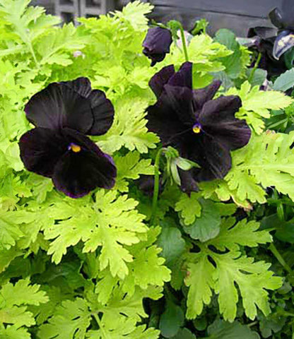 Viola 'black accord' - Black Pansy Annie's Annuals Annie's Annuals and Perennials