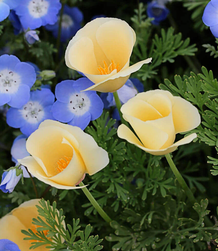 Eschscholzia Californica - Alba Annie's Annuals Annie's Annuals and Perennials
