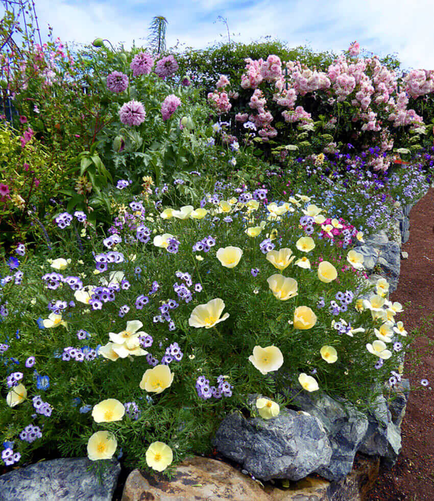 Eschscholzia Californica - Alba Annie's Annuals Annie's Annuals and Perennials