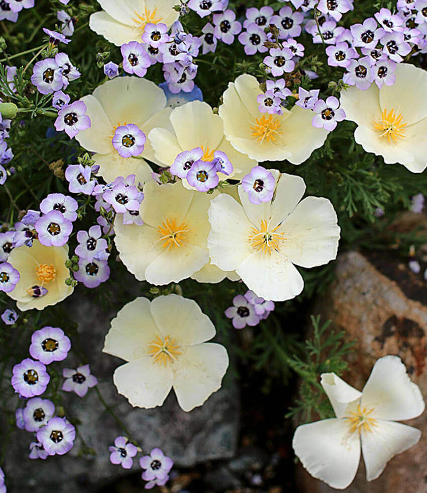 Eschscholzia Californica - Alba Annie's Annuals Annie's Annuals and Perennials