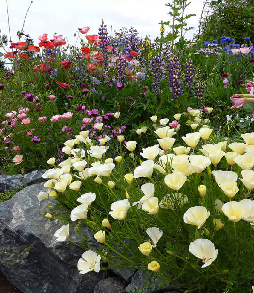 Eschscholzia Californica - Alba Annie's Annuals Annie's Annuals and Perennials