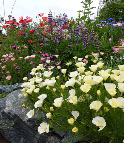 Eschscholzia Californica - Alba Annie's Annuals Annie's Annuals and Perennials