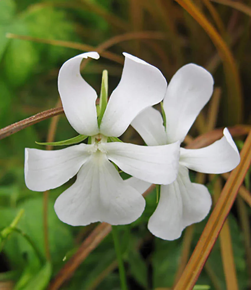Viola cornuta - Alba Minor Annie's Annuals Annie's Annuals and Perennials
