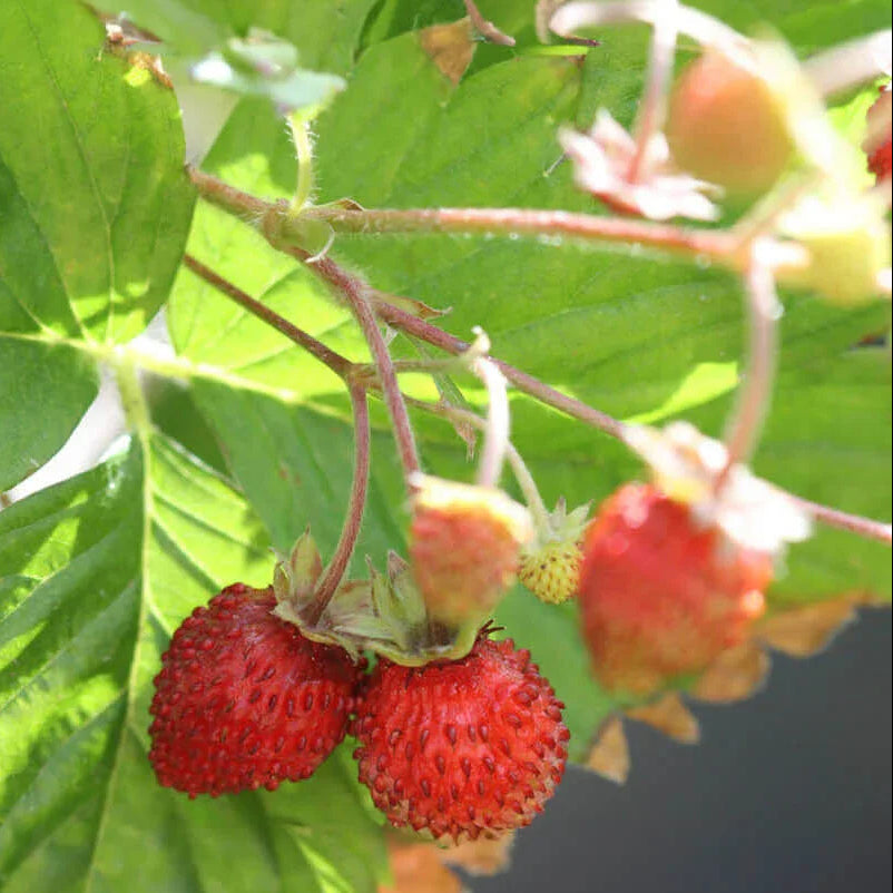 Fragaria vesca 'Improved Rugen' - Alpine Strawberry Annie's Annuals Annie's Annuals and Perennials