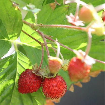 Fragaria vesca 'Improved Rugen' - Alpine Strawberry Annie's Annuals Annie's Annuals and Perennials