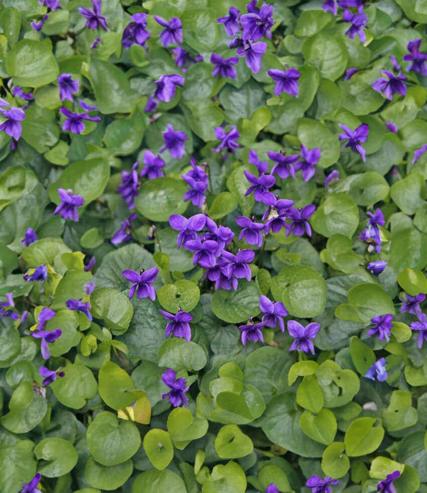 Viola odorata 'Queen Charlotte' | Sweet Violet | Annie's Annuals