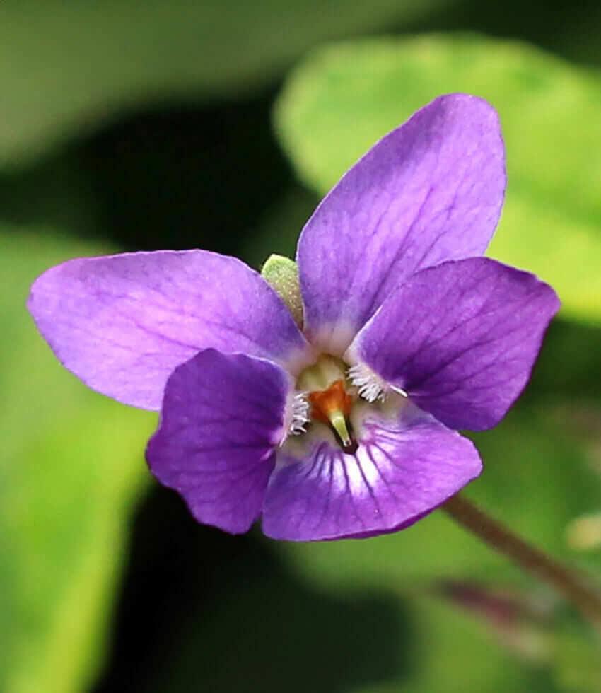 Viola Odorata - Queen Charlotte Annie's Annuals Annie's Annuals and Perennials