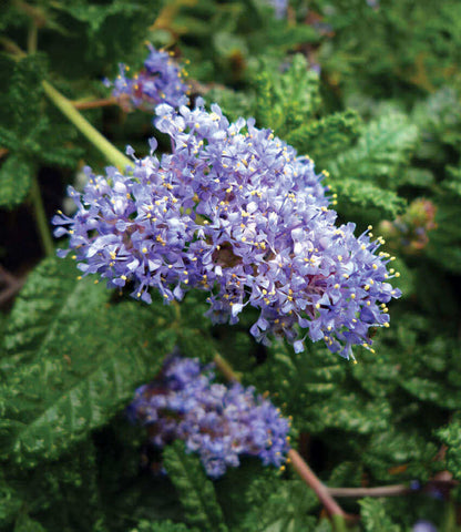 Ceanothus Hearstiorum Annie's Annuals Annie's Annuals and Perennials