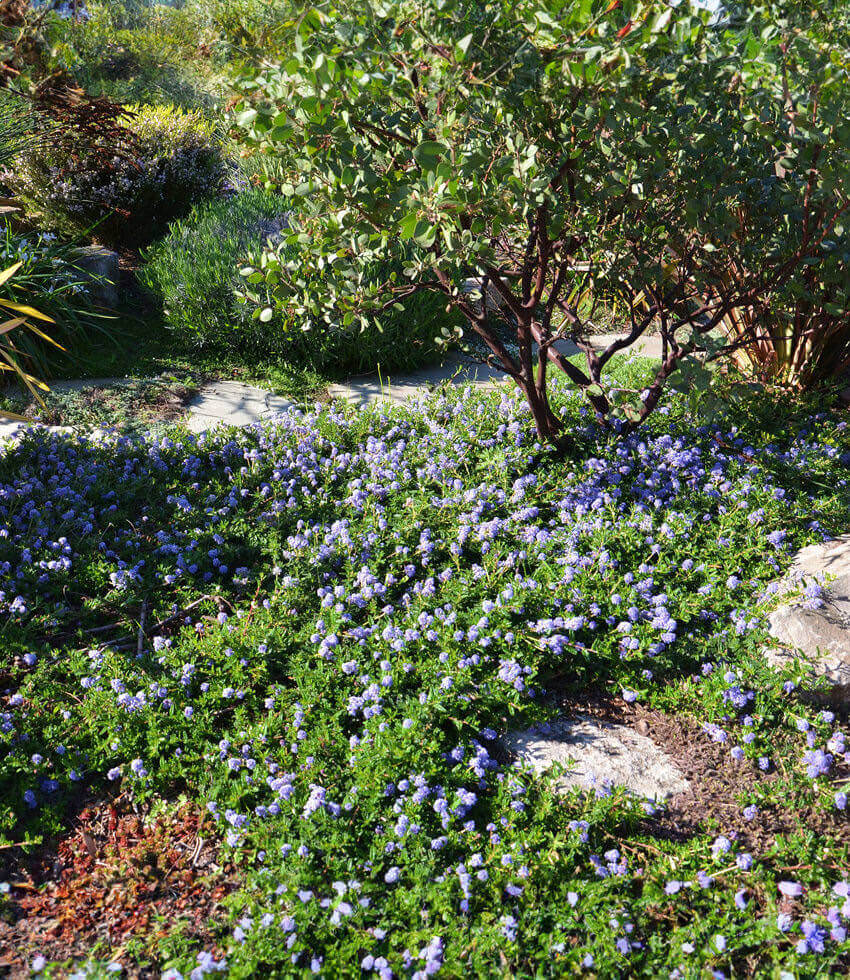 Ceanothus Hearstiorum Annie's Annuals Annie's Annuals and Perennials