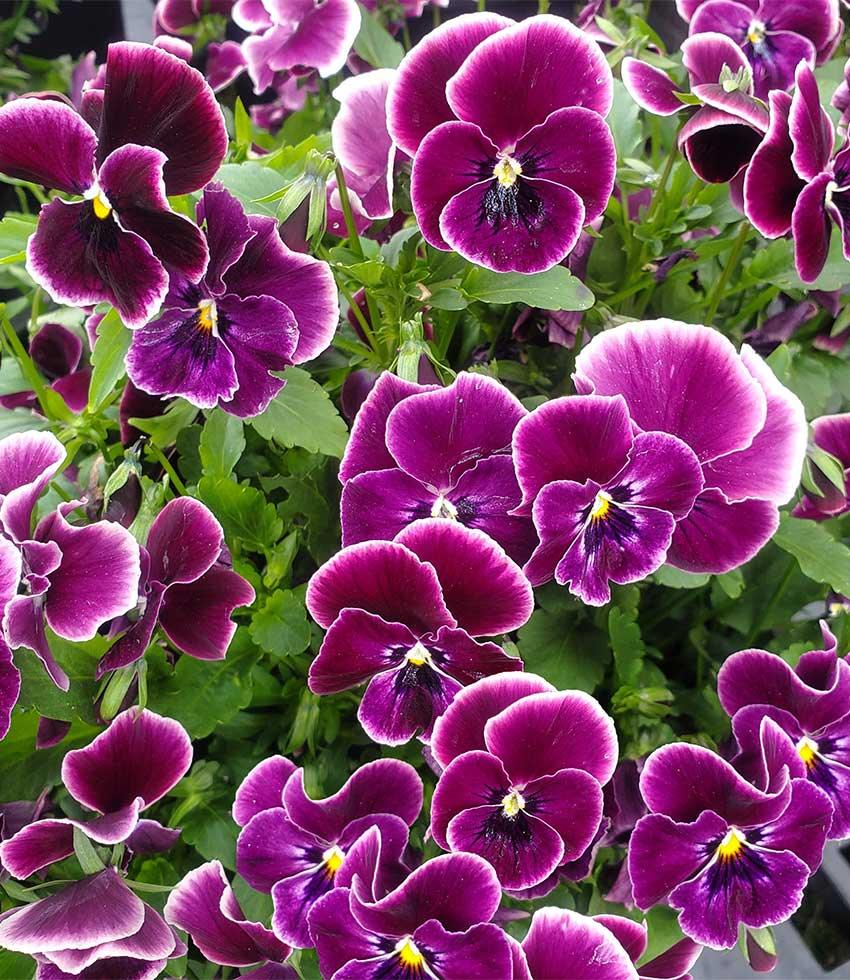 Viola - Nature Rose Picotee Annie's Annuals Annie's Annuals and Perennials
