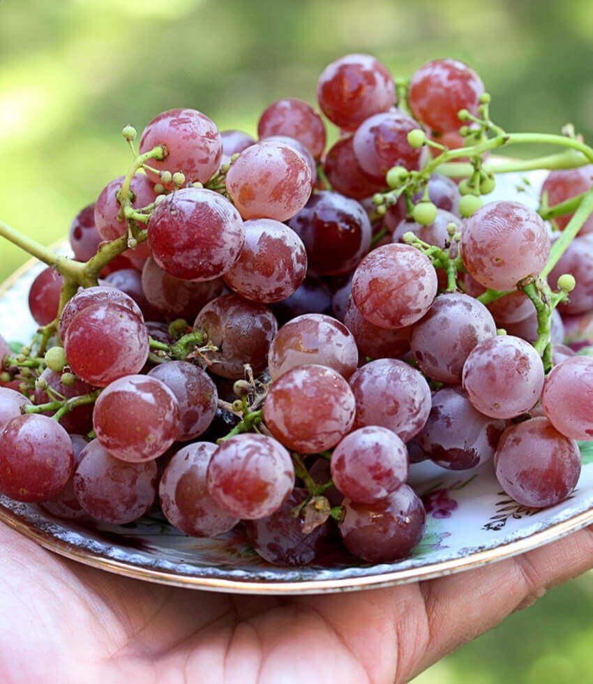 Vitis 'Emeryville Pink' | Ornamental Grape Vine | Annie's Annuals