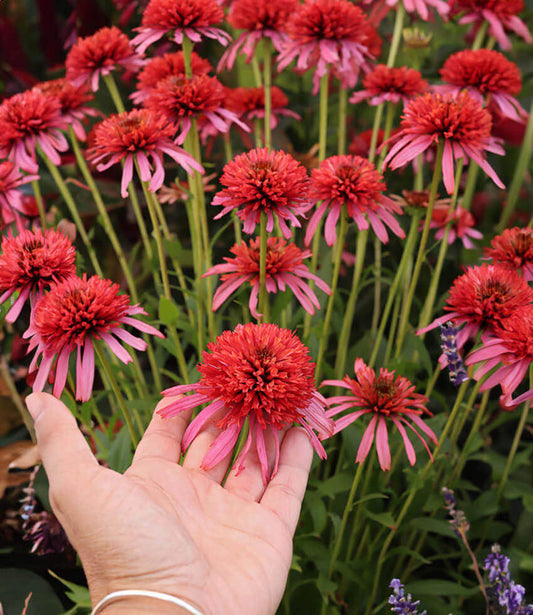 Echinacea - Guava Ice Annie's Annuals Annie's Annuals and Perennials