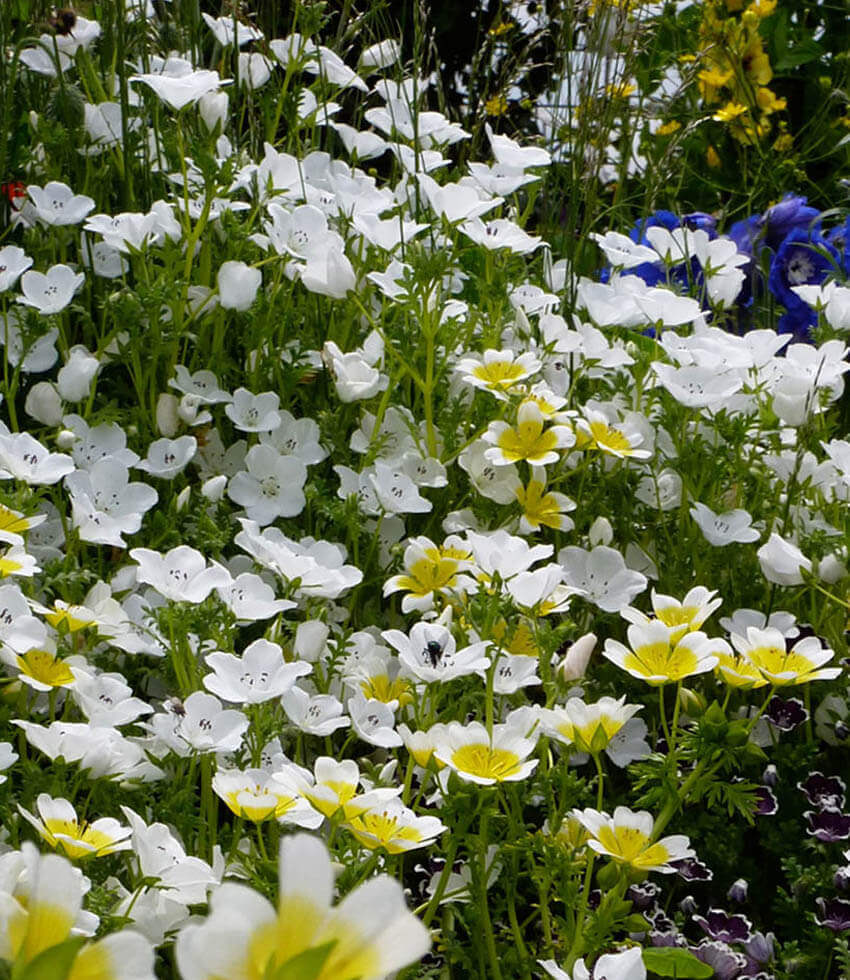 Nemophila menziesii - Snow White Annie's Annuals Annie's Annuals and Perennials