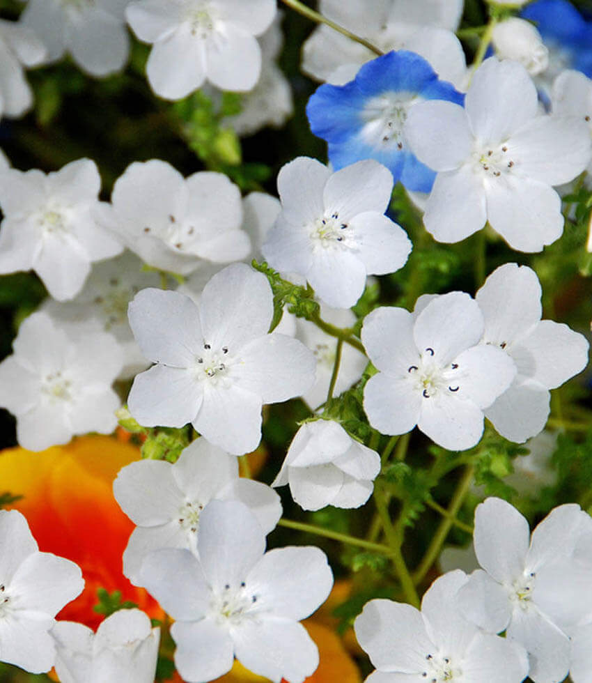 Nemophila menziesii - Snow White Annie's Annuals Annie's Annuals and Perennials