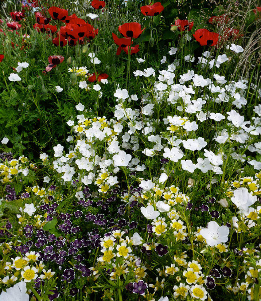 Nemophila menziesii - Snow White Annie's Annuals Annie's Annuals and Perennials