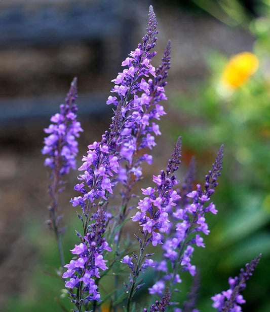 Linaria purpurea - Purple Toadflax Annie's Annuals Annie's Annuals and Perennials