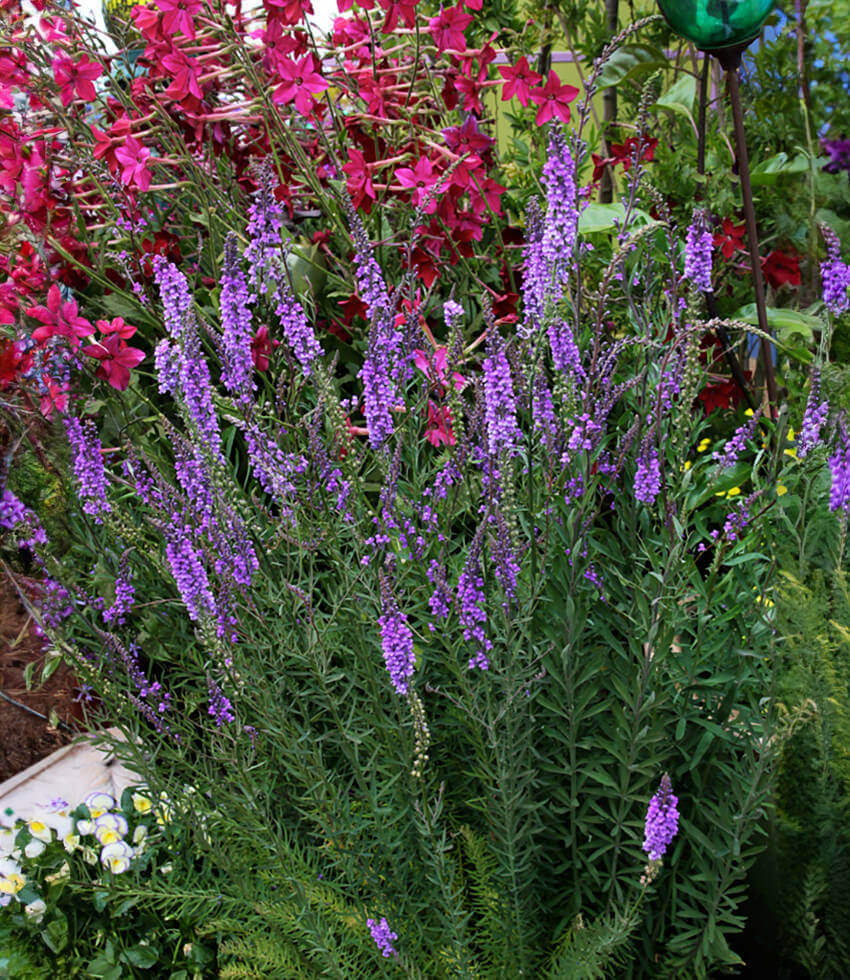 Linaria purpurea - Purple Toadflax Annie's Annuals Annie's Annuals and Perennials